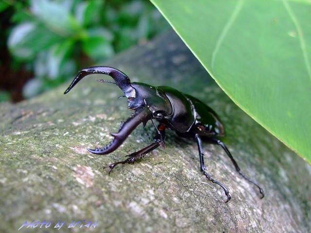 按此在新視窗瀏覽圖片