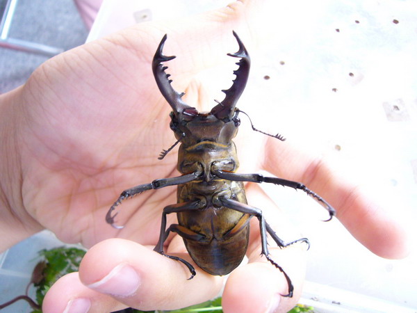 按此在新視窗瀏覽圖片