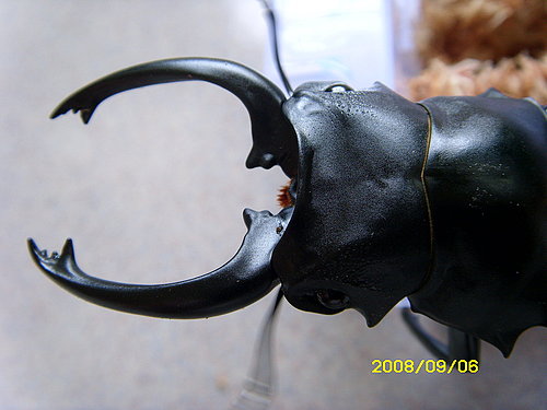 按此在新視窗瀏覽圖片