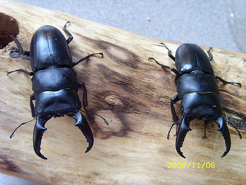 按此在新視窗瀏覽圖片