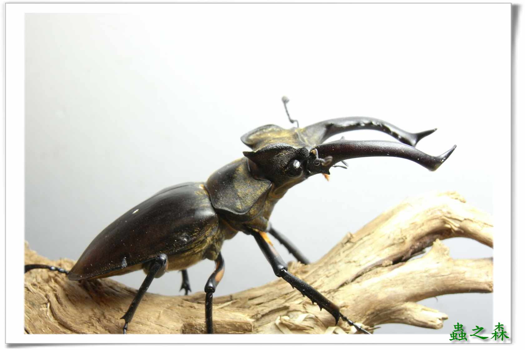 按此在新視窗瀏覽圖片