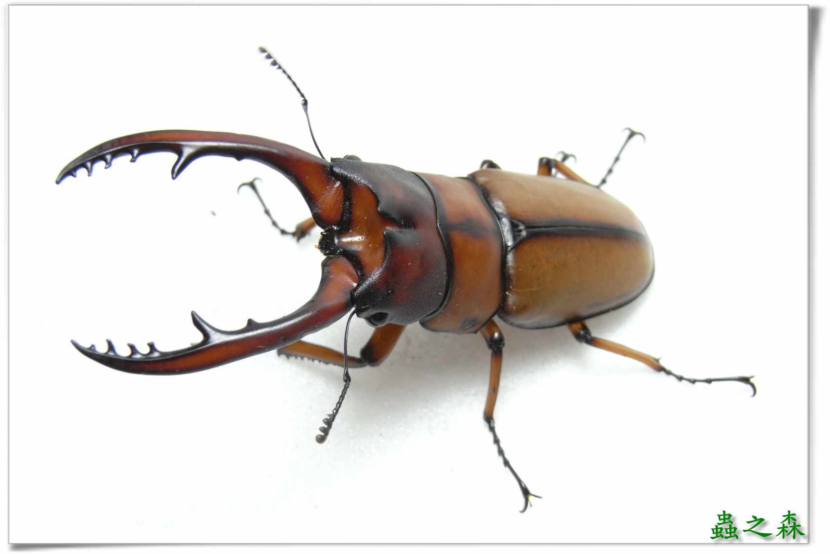 按此在新視窗瀏覽圖片