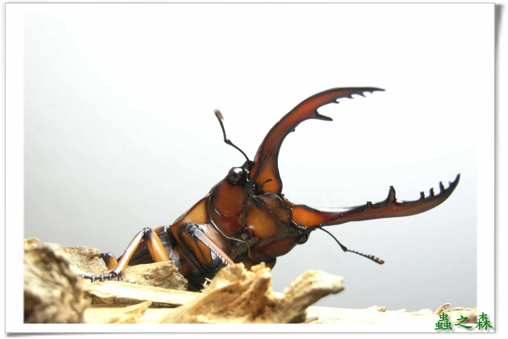 按此在新視窗瀏覽圖片