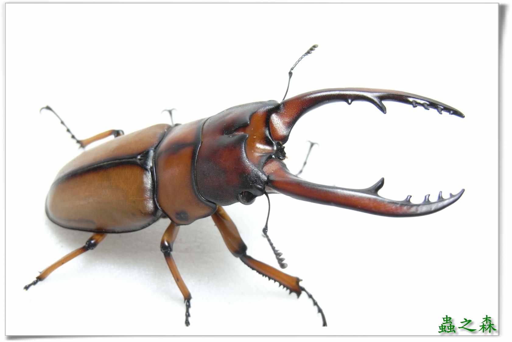 按此在新視窗瀏覽圖片