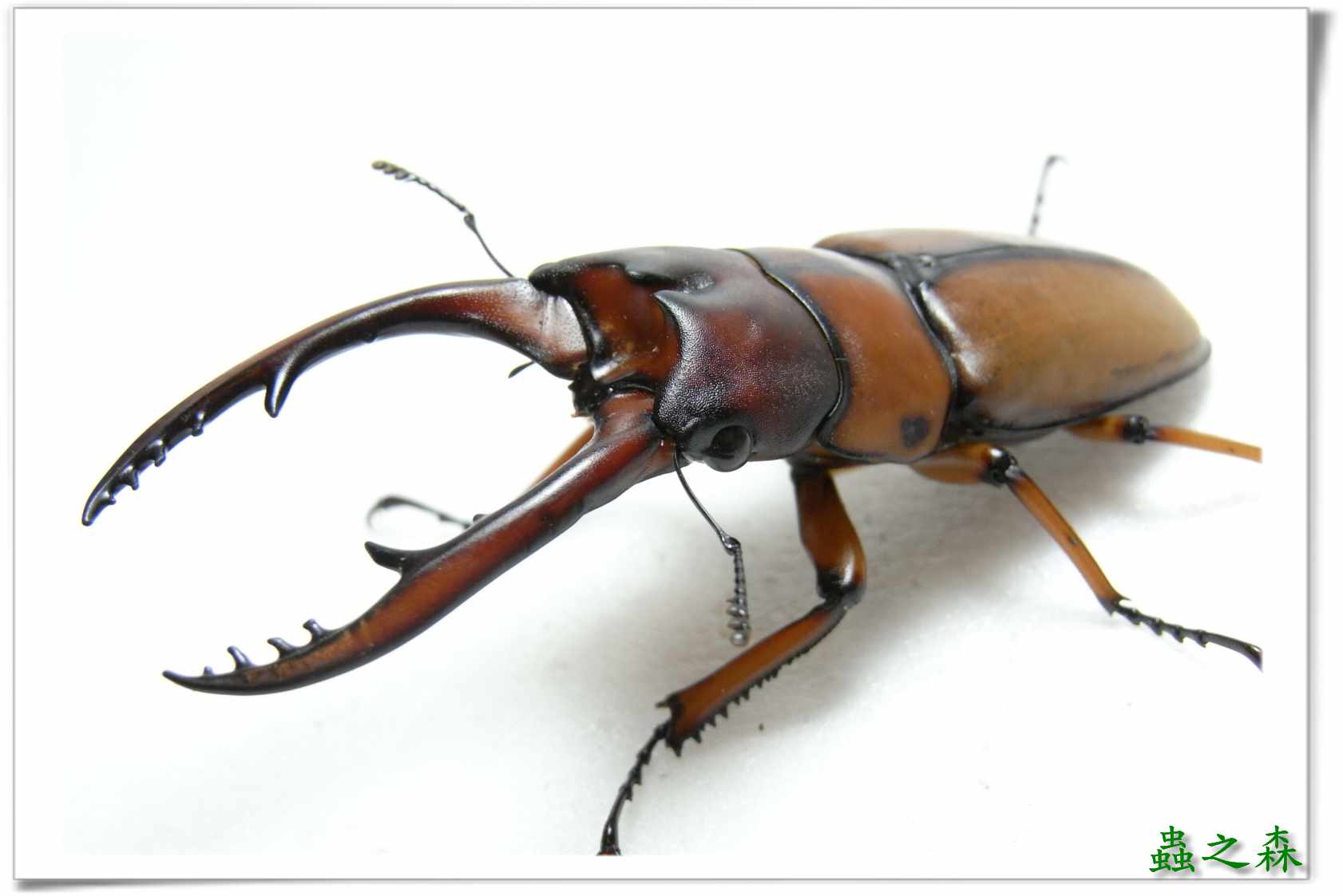 按此在新視窗瀏覽圖片