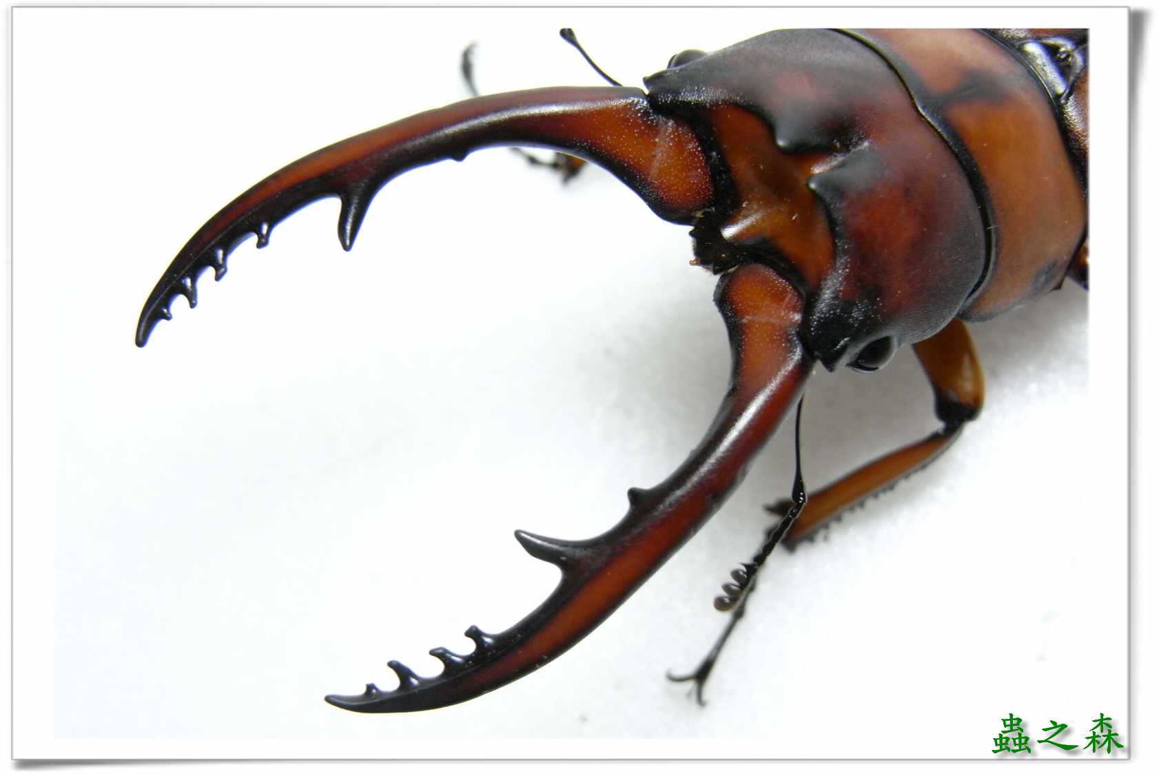 按此在新視窗瀏覽圖片