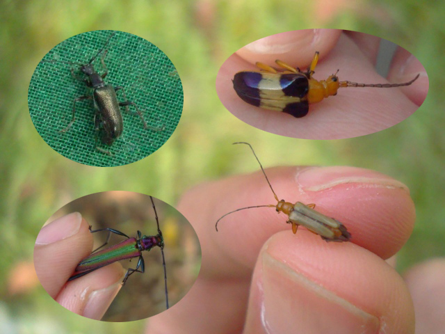 按此在新視窗瀏覽圖片