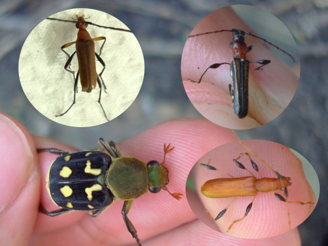 按此在新視窗瀏覽圖片