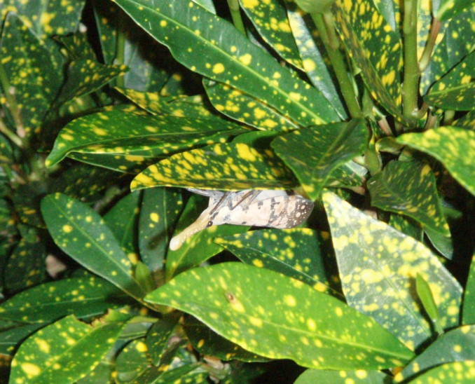 按此在新視窗瀏覽圖片