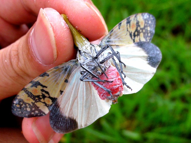 按此在新視窗瀏覽圖片