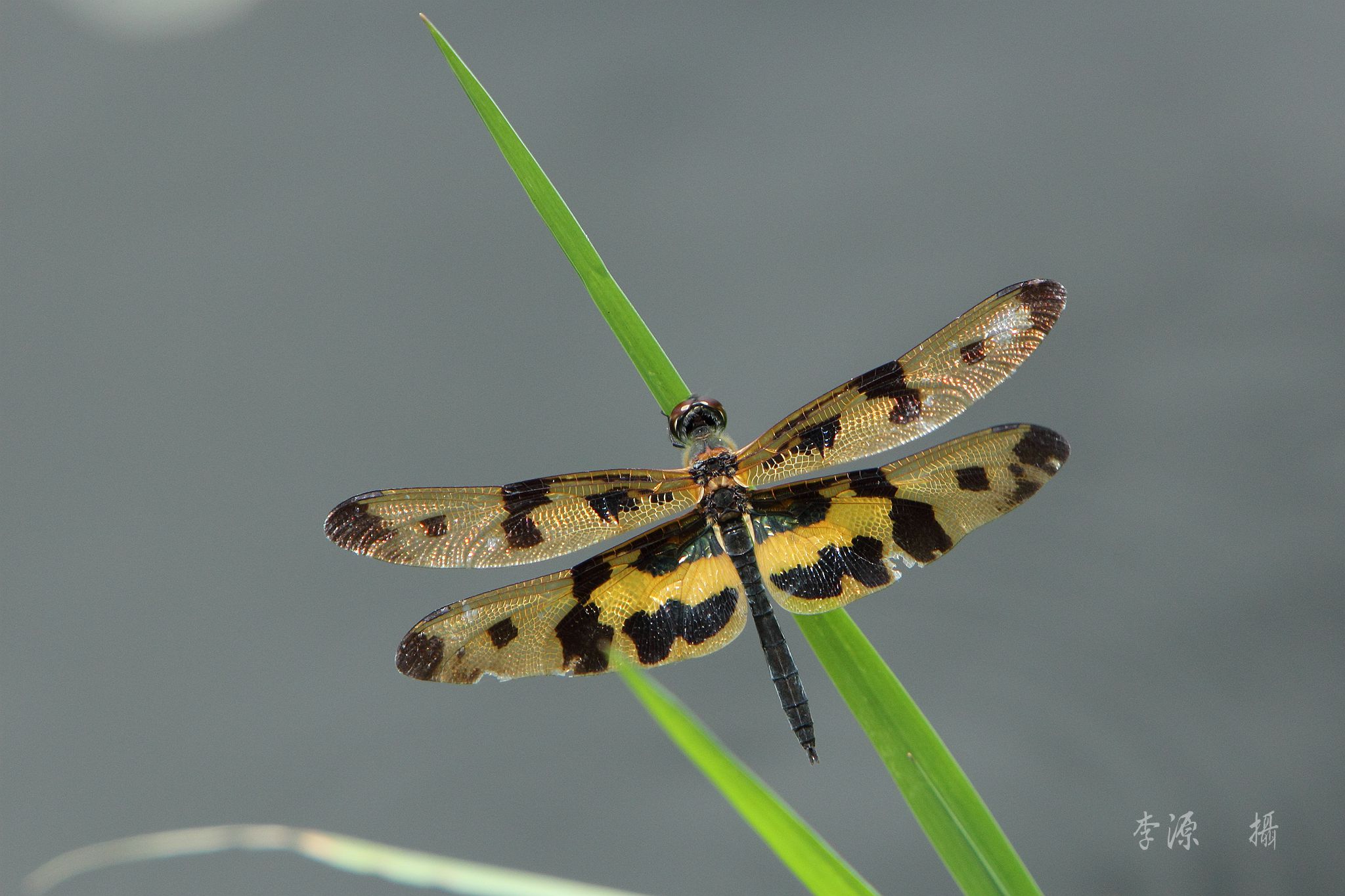 按此在新視窗瀏覽圖片