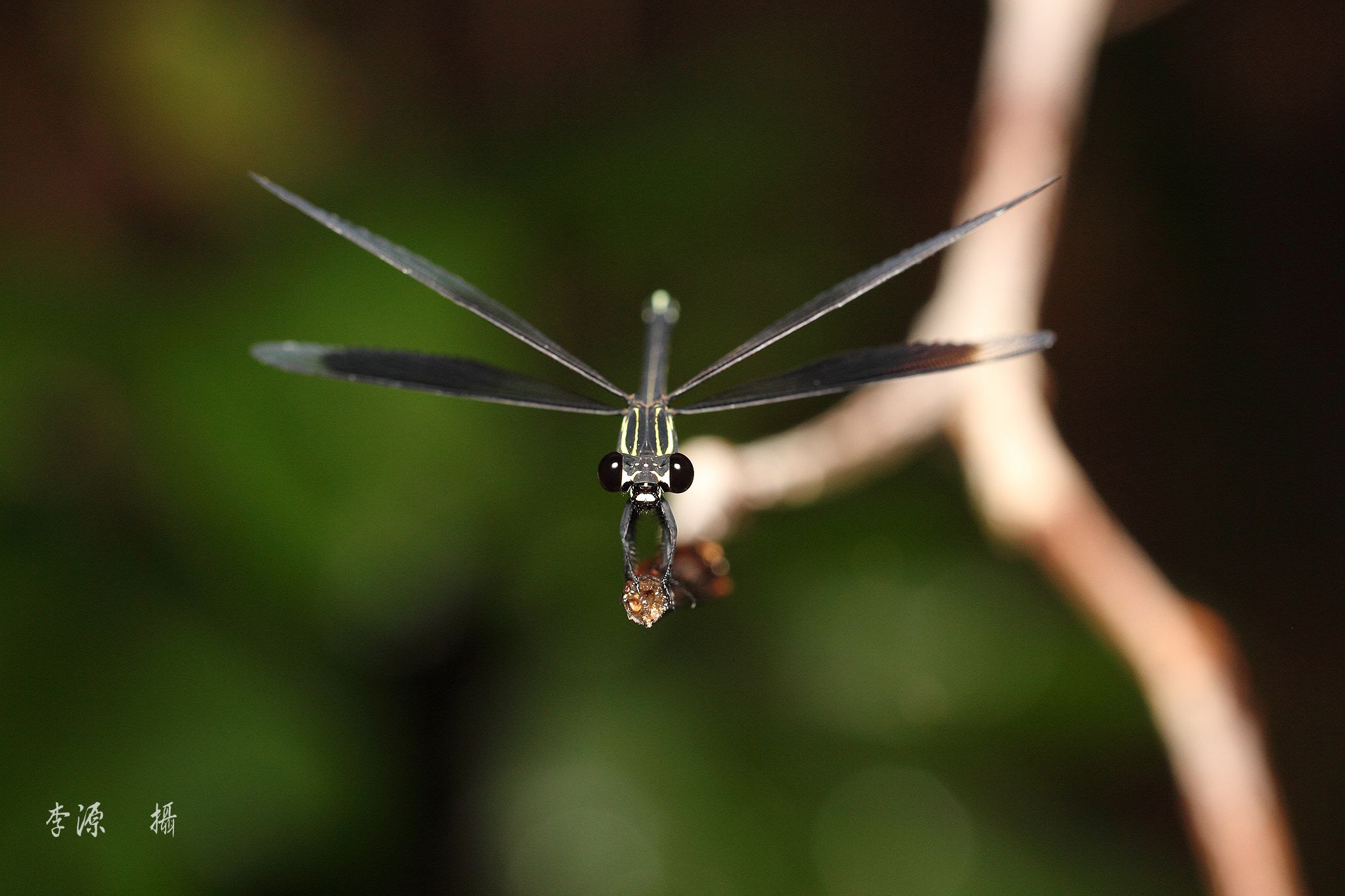 按此在新視窗瀏覽圖片