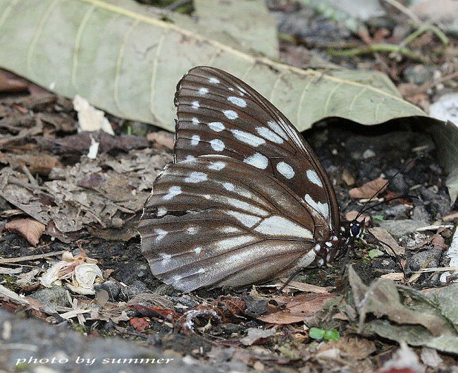 按此在新視窗瀏覽圖片