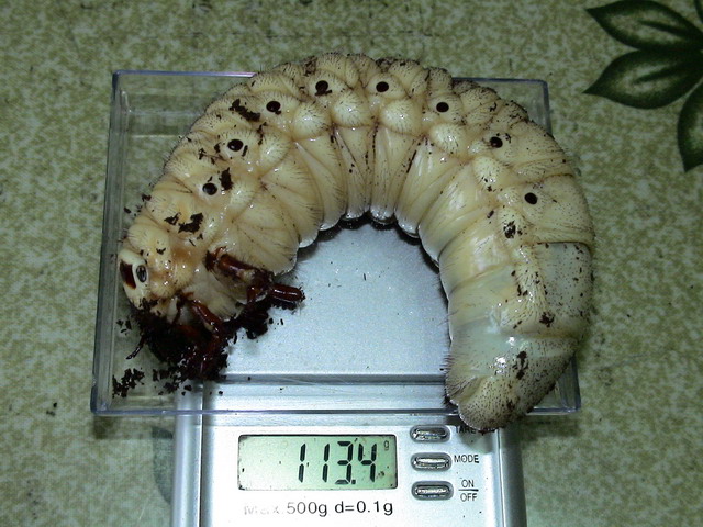 按此在新視窗瀏覽圖片