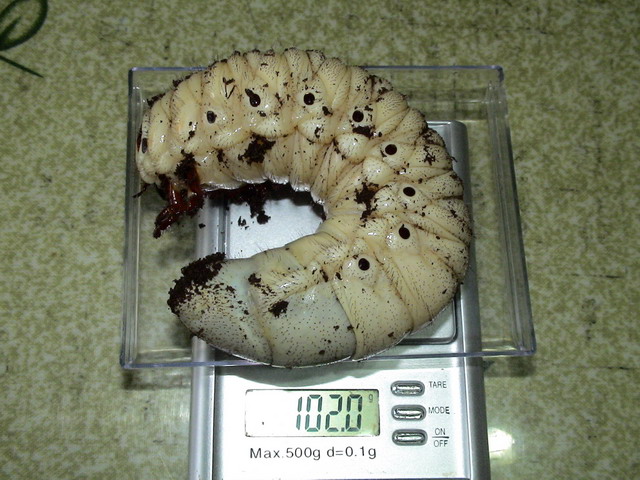 按此在新視窗瀏覽圖片