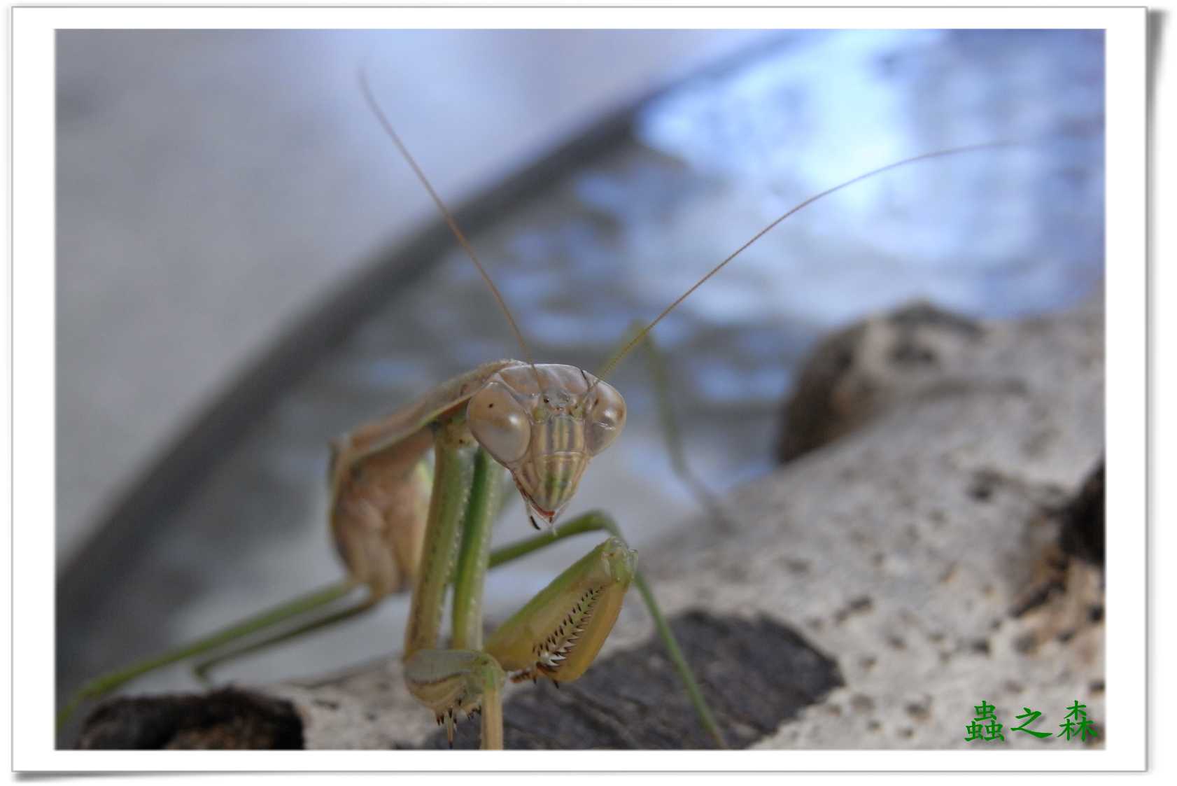 «ö¦¹¦b·sµøµ¡ÂsÄý¹Ï¤ù