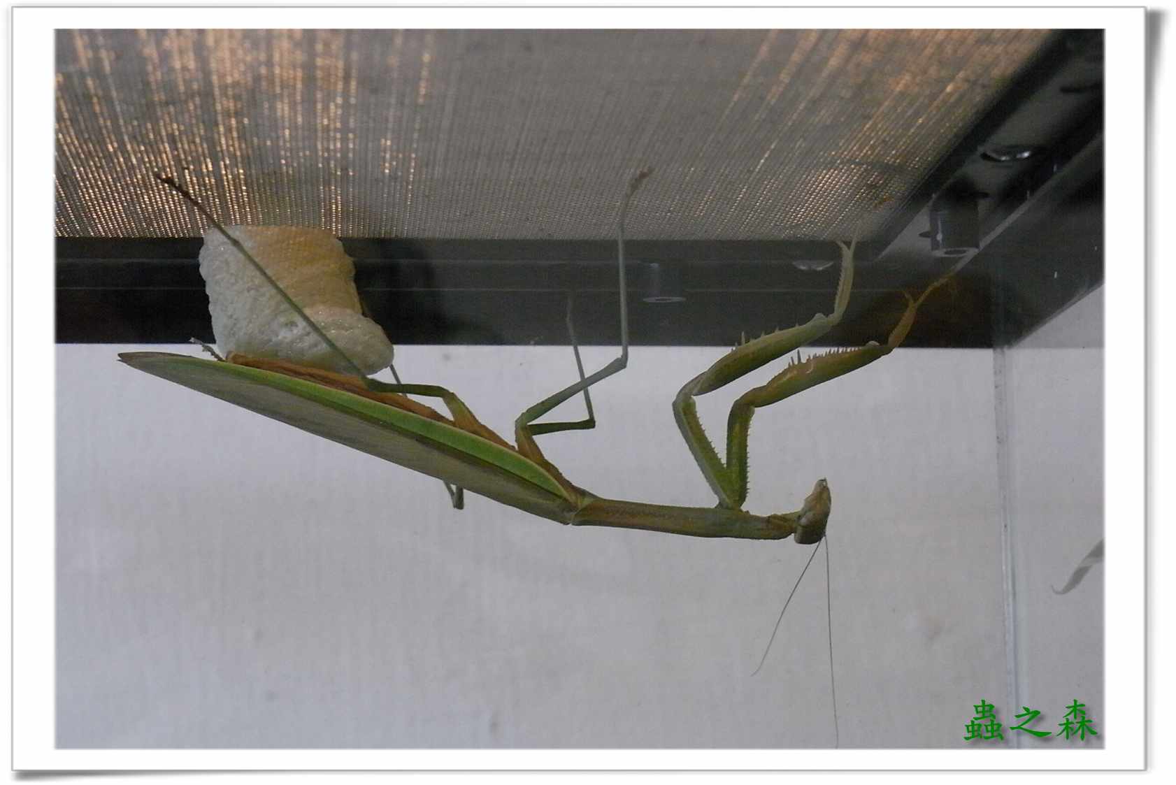 «ö¦¹¦b·sµøµ¡ÂsÄý¹Ï¤ù