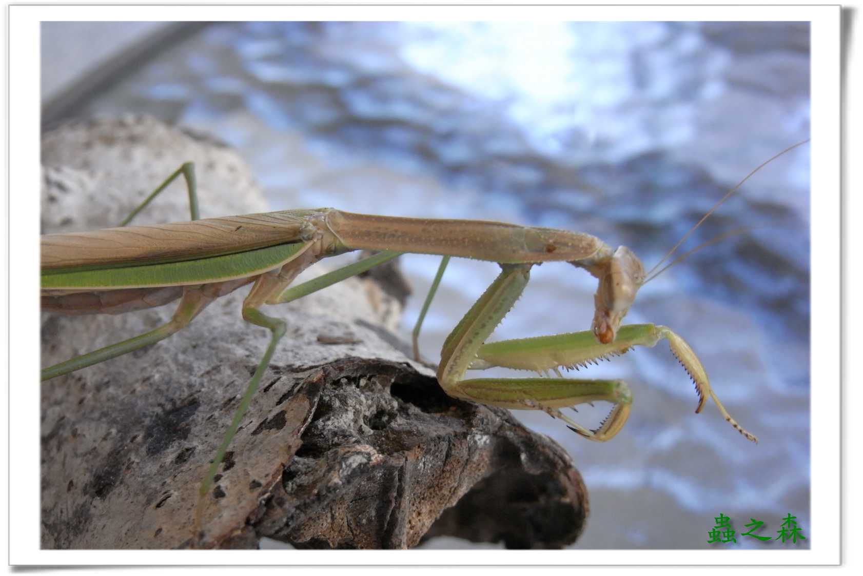 «ö¦¹¦b·sµøµ¡ÂsÄý¹Ï¤ù