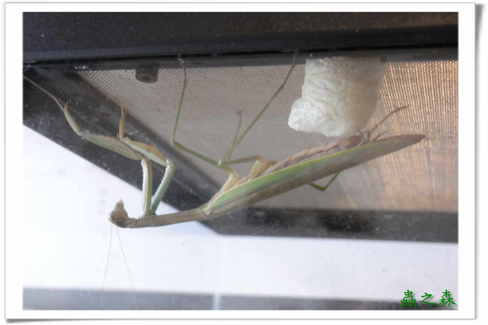 «ö¦¹¦b·sµøµ¡ÂsÄý¹Ï¤ù