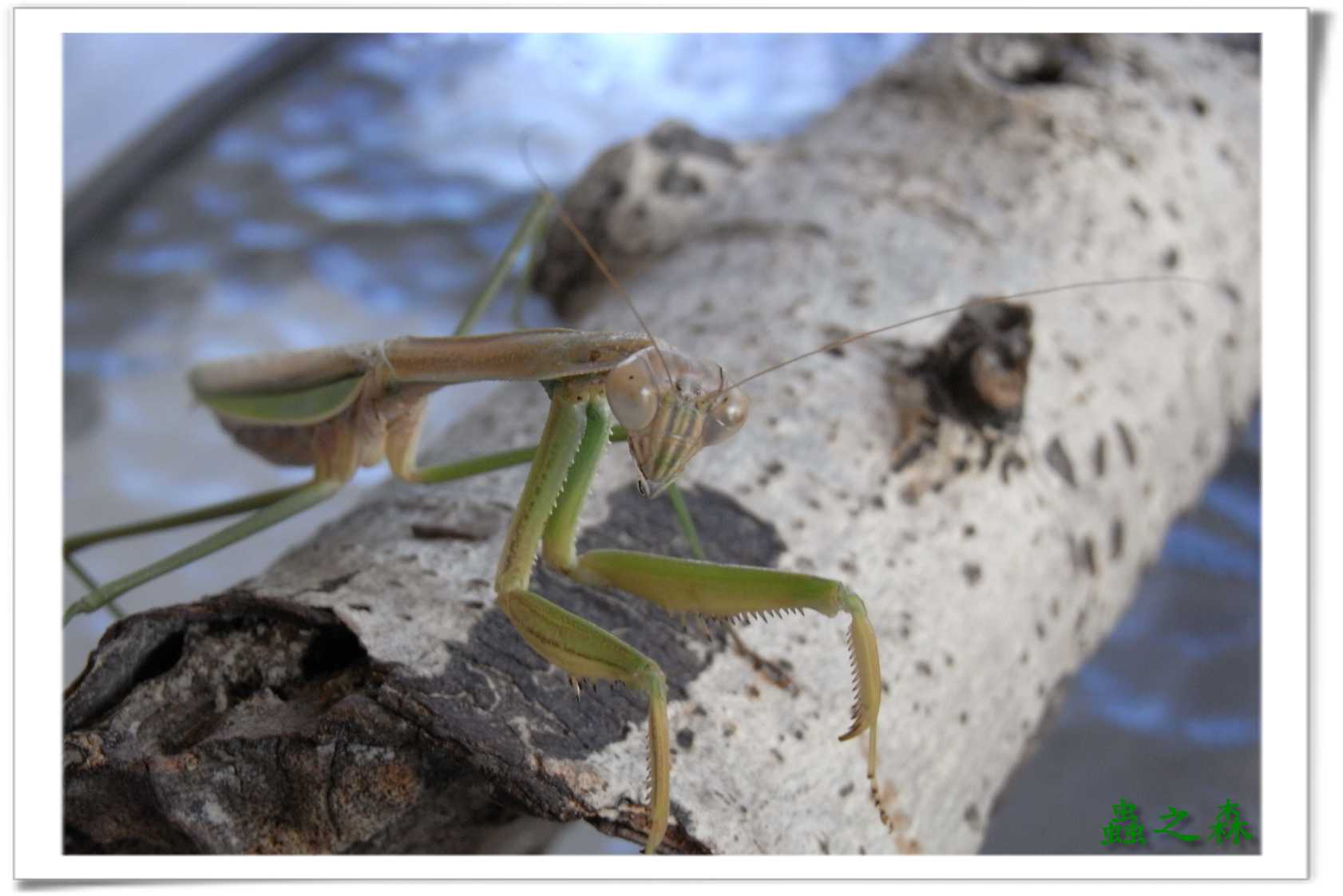 «ö¦¹¦b·sµøµ¡ÂsÄý¹Ï¤ù