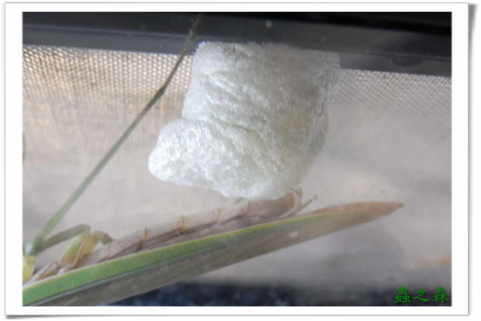 «ö¦¹¦b·sµøµ¡ÂsÄý¹Ï¤ù