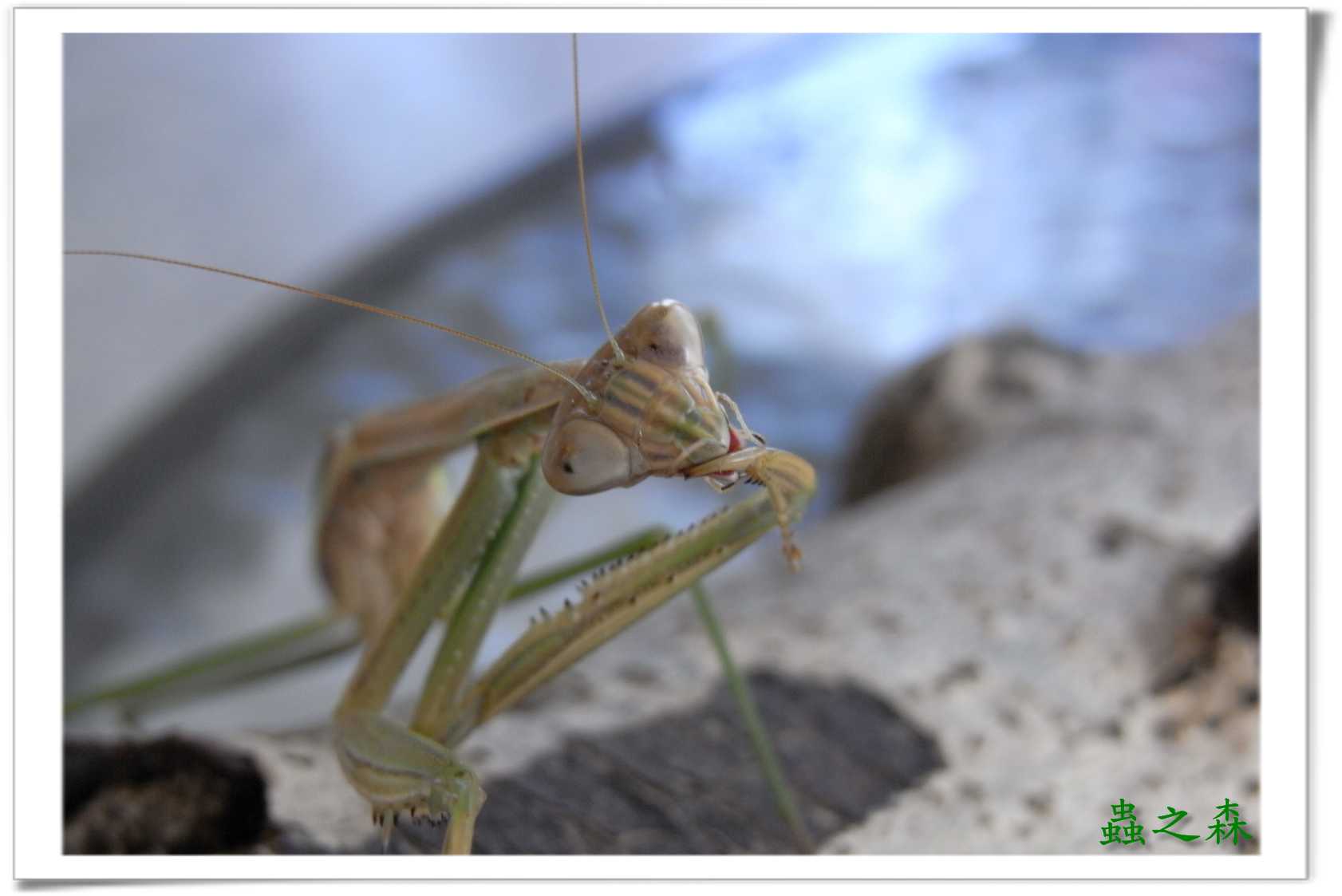 «ö¦¹¦b·sµøµ¡ÂsÄý¹Ï¤ù