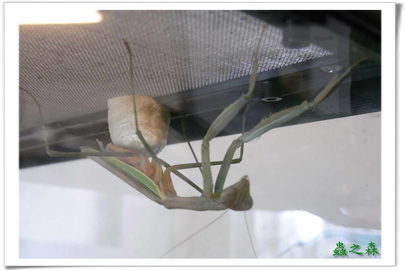 «ö¦¹¦b·sµøµ¡ÂsÄý¹Ï¤ù