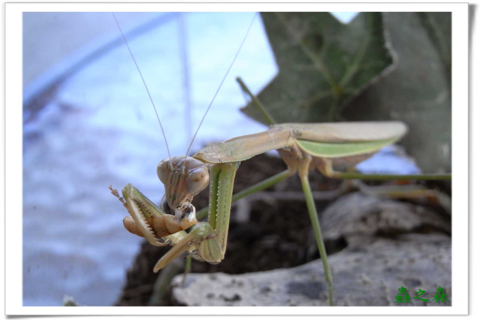 «ö¦¹¦b·sµøµ¡ÂsÄý¹Ï¤ù