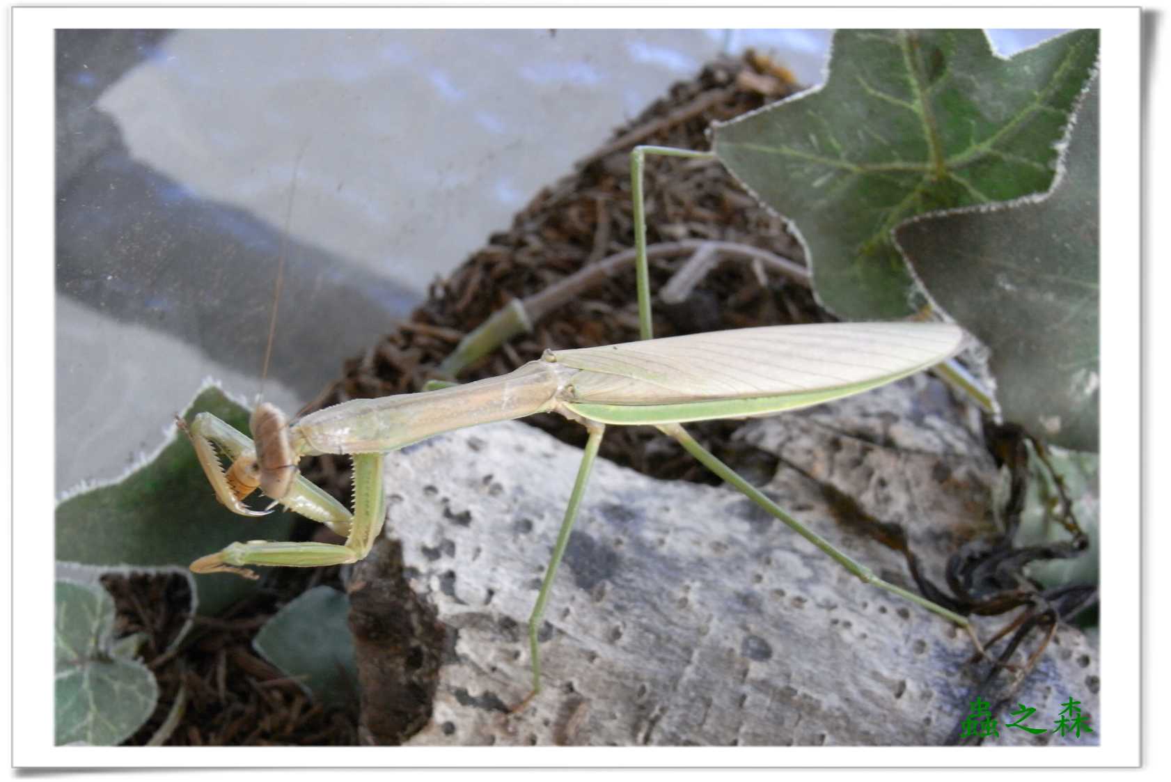 «ö¦¹¦b·sµøµ¡ÂsÄý¹Ï¤ù