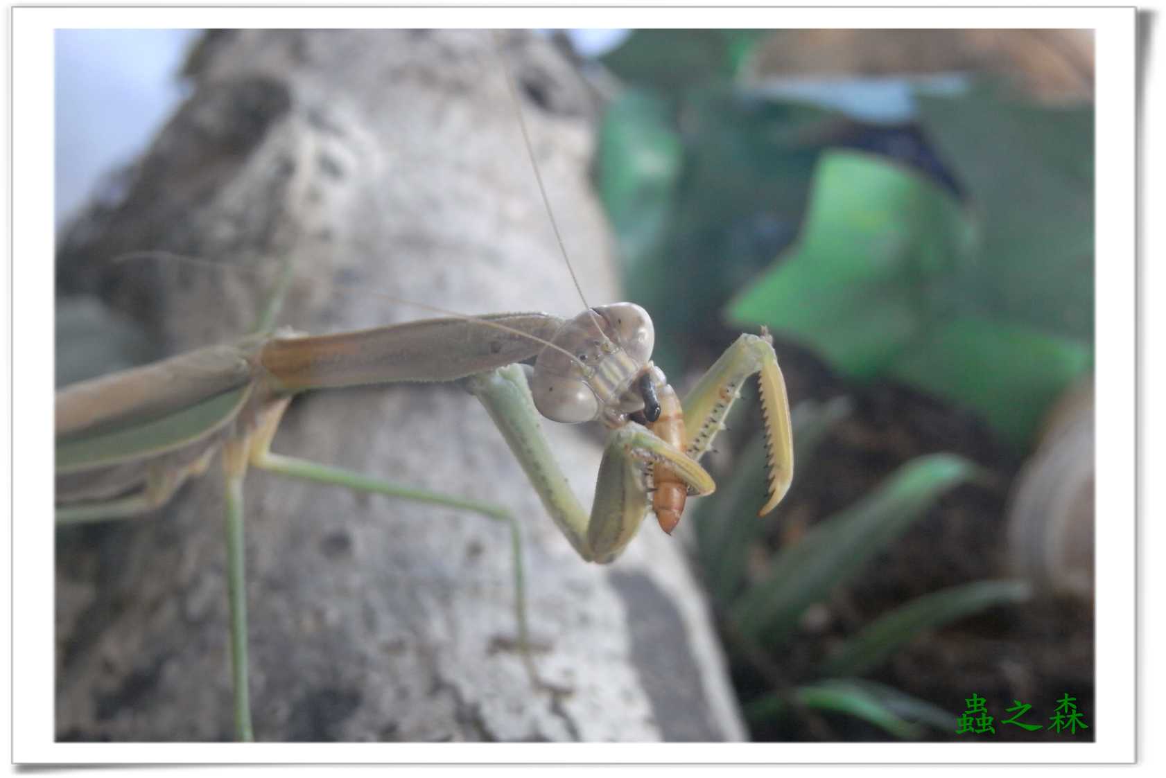 «ö¦¹¦b·sµøµ¡ÂsÄý¹Ï¤ù