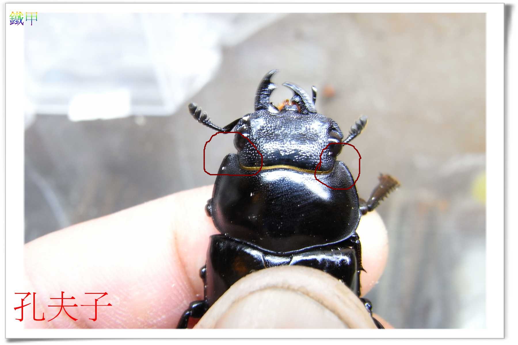 按此在新視窗瀏覽圖片