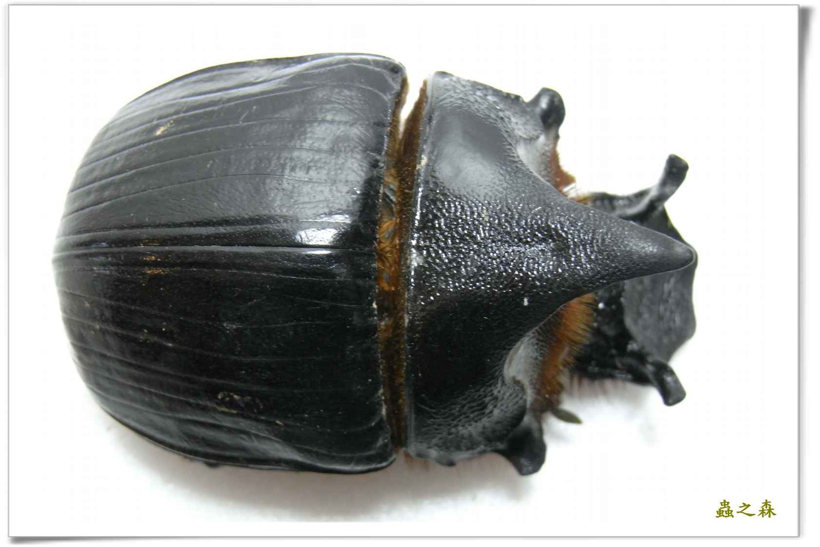 按此在新視窗瀏覽圖片