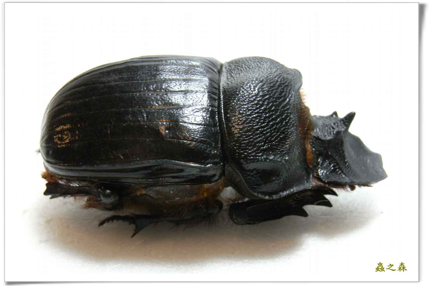 按此在新視窗瀏覽圖片