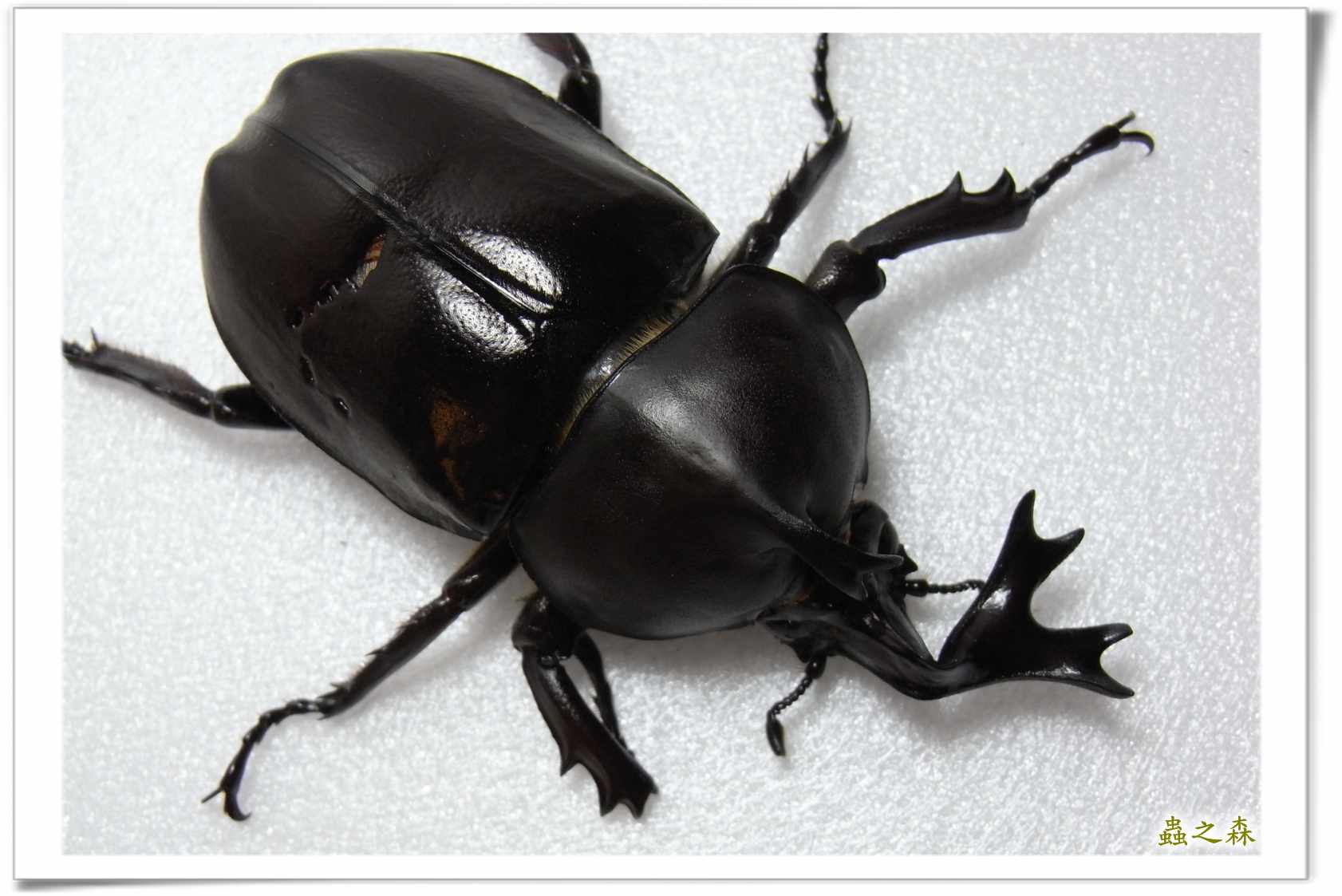 按此在新視窗瀏覽圖片