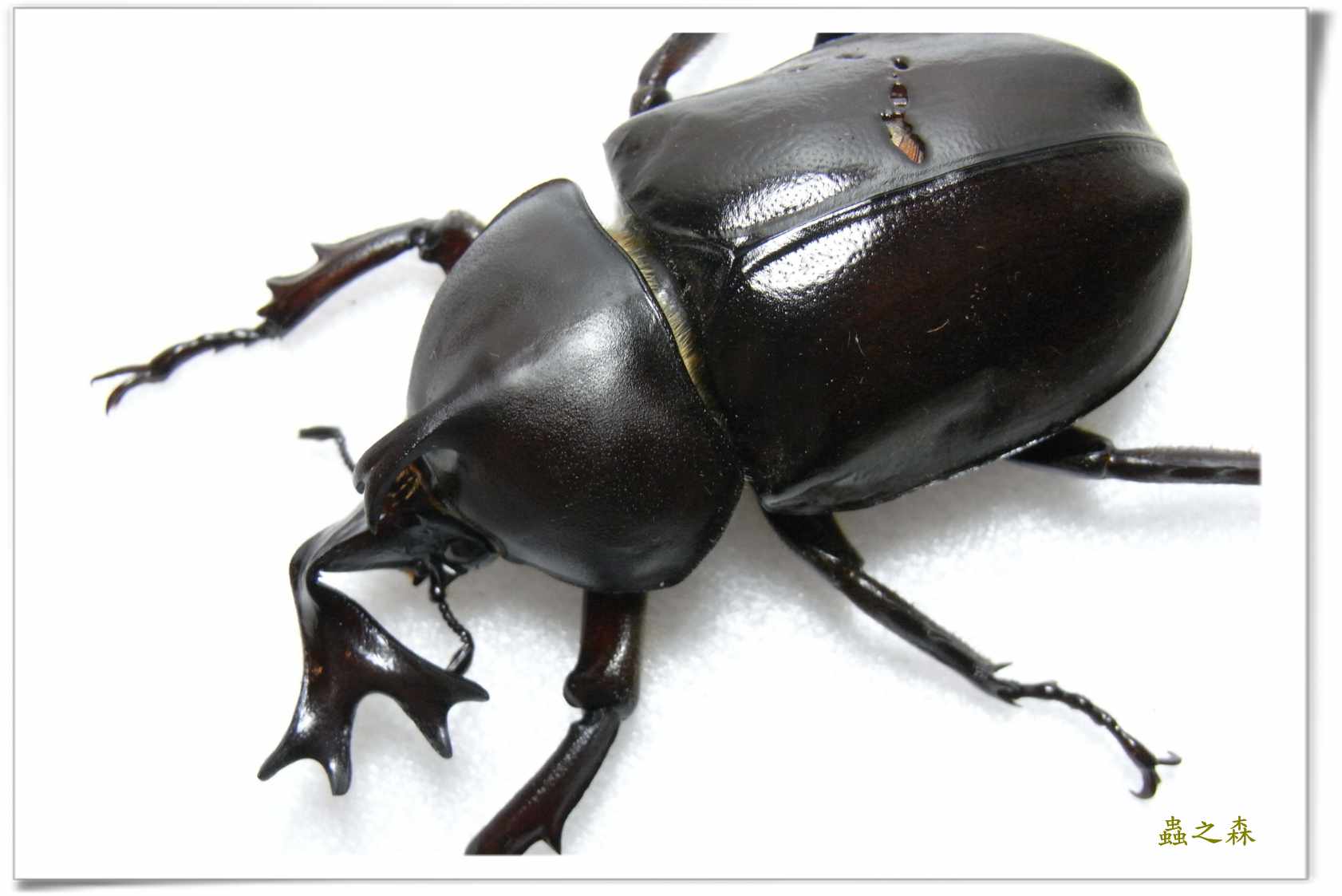 按此在新視窗瀏覽圖片