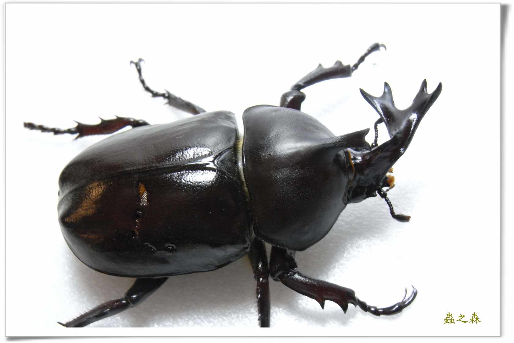 按此在新視窗瀏覽圖片