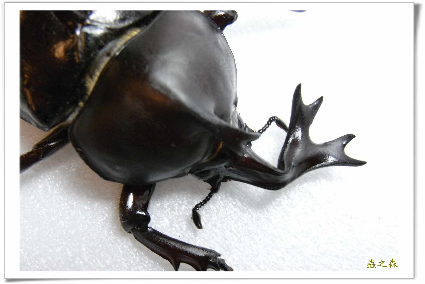 按此在新視窗瀏覽圖片