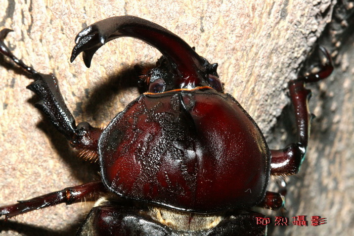 按此在新視窗瀏覽圖片