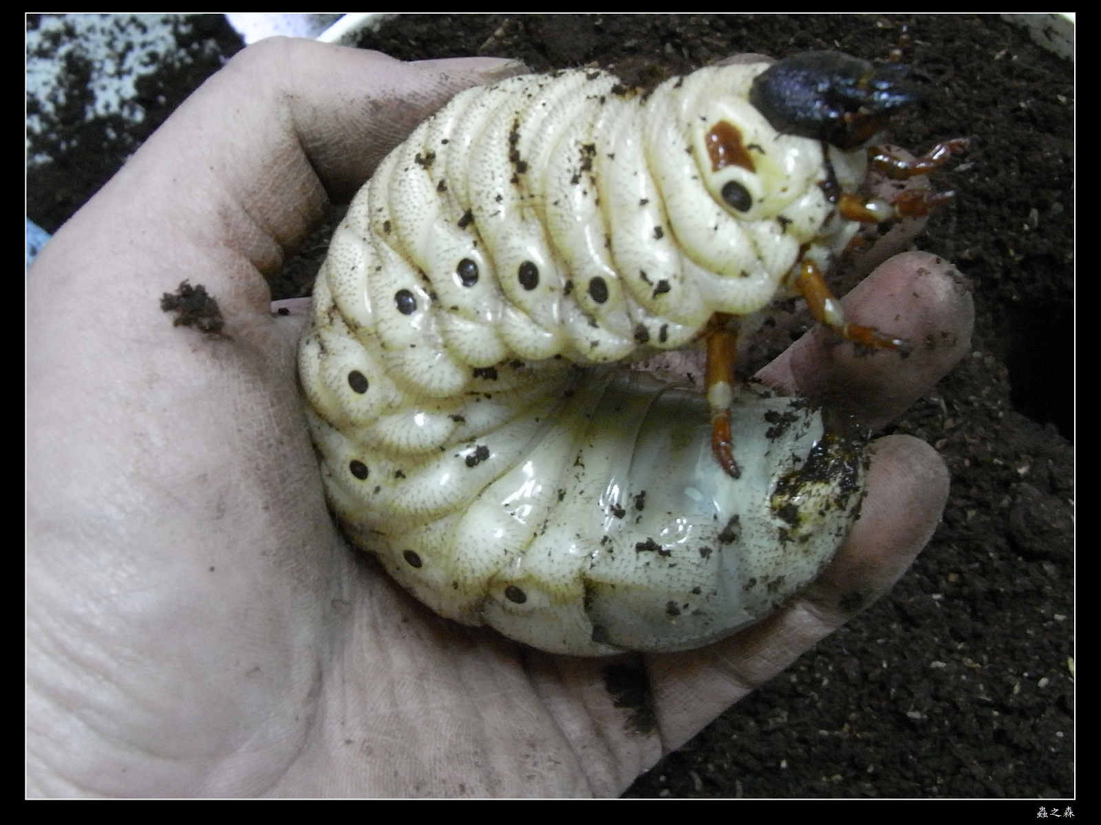 按此在新視窗瀏覽圖片