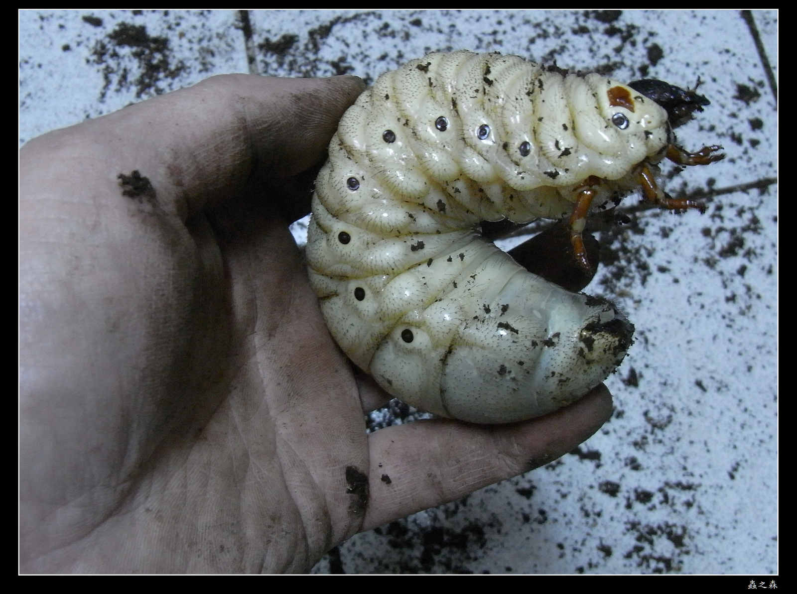按此在新視窗瀏覽圖片