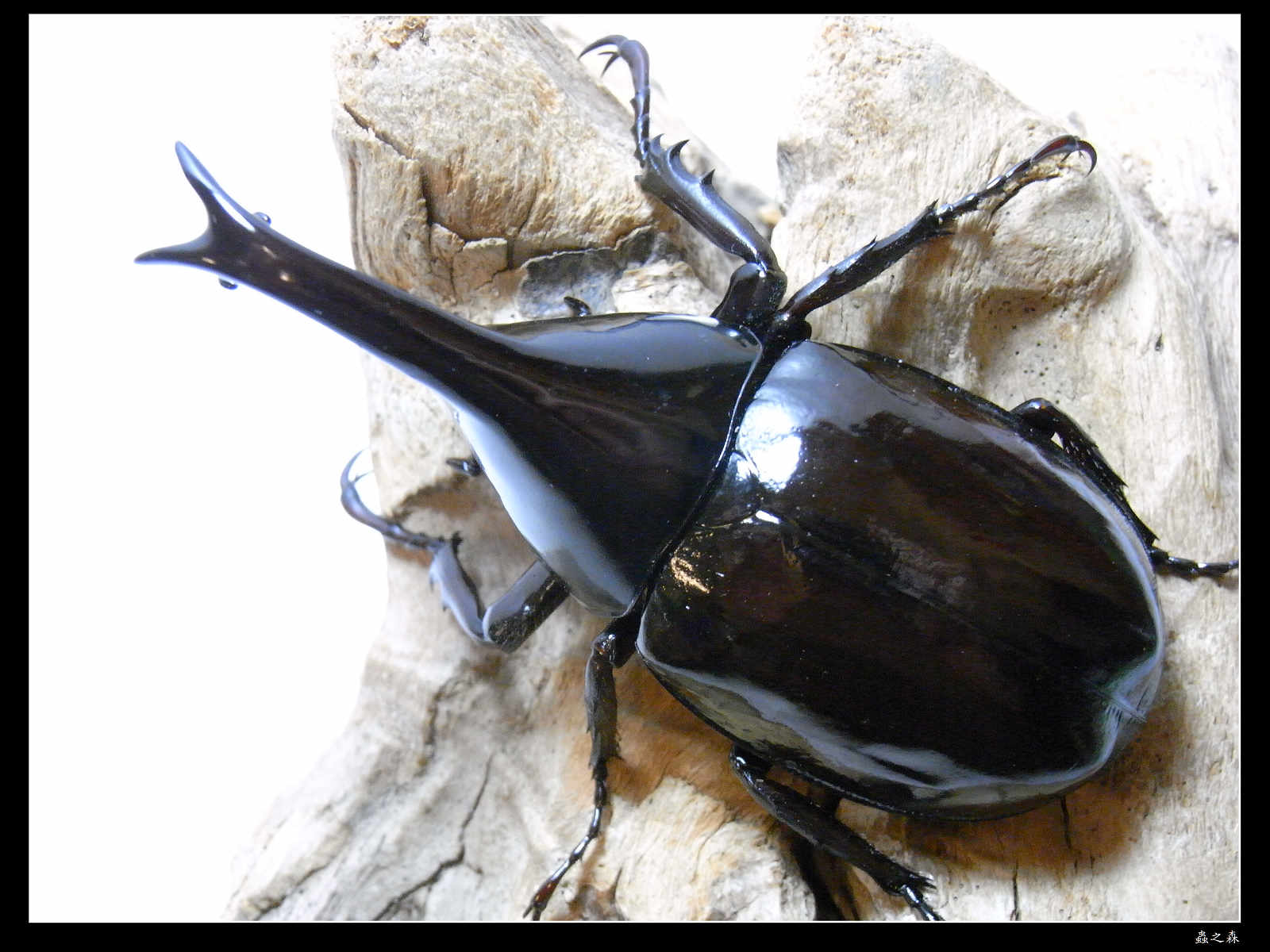 按此在新視窗瀏覽圖片