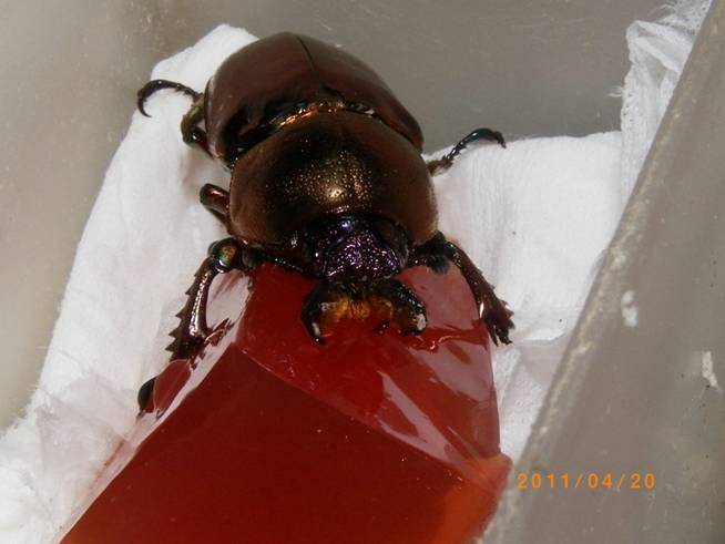 按此在新視窗瀏覽圖片