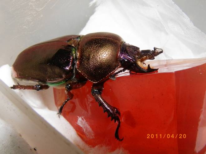 按此在新視窗瀏覽圖片