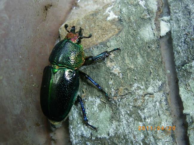 按此在新視窗瀏覽圖片