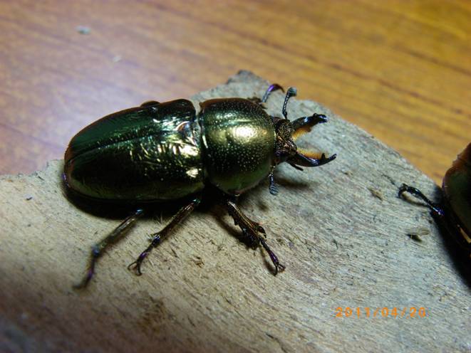 按此在新視窗瀏覽圖片