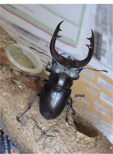 按此在新視窗瀏覽圖片