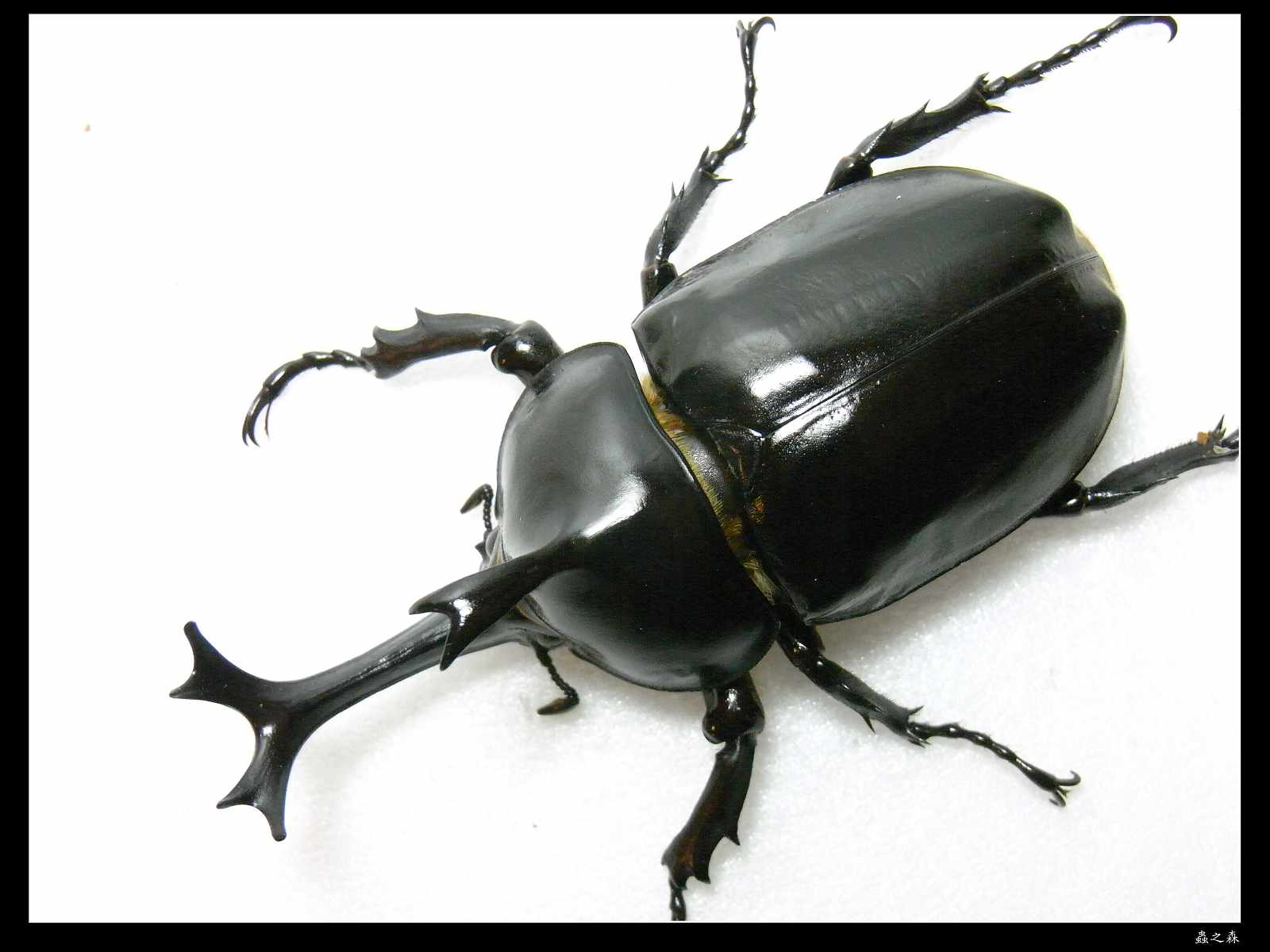 按此在新視窗瀏覽圖片