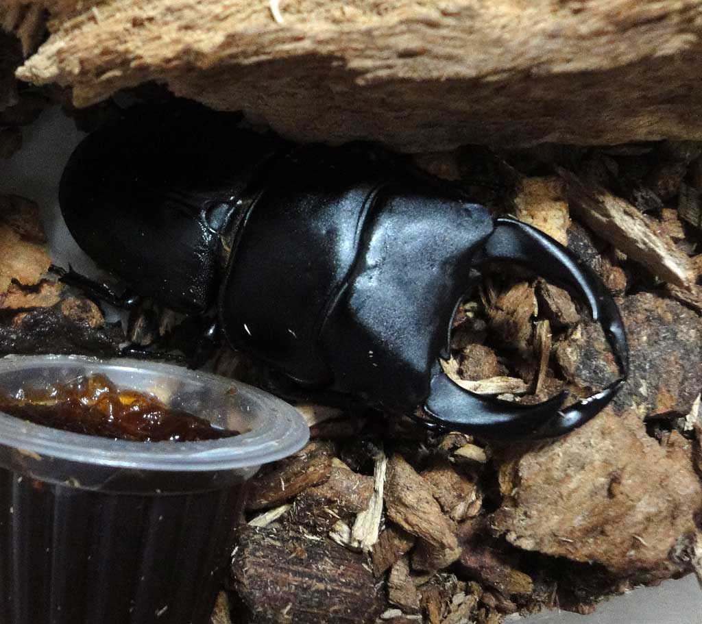 按此在新視窗瀏覽圖片