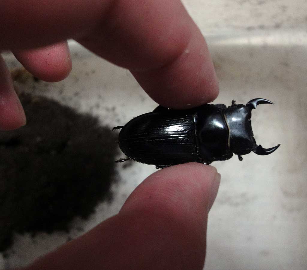 按此在新視窗瀏覽圖片