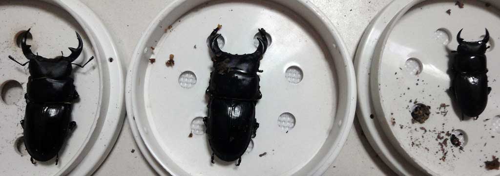 按此在新視窗瀏覽圖片